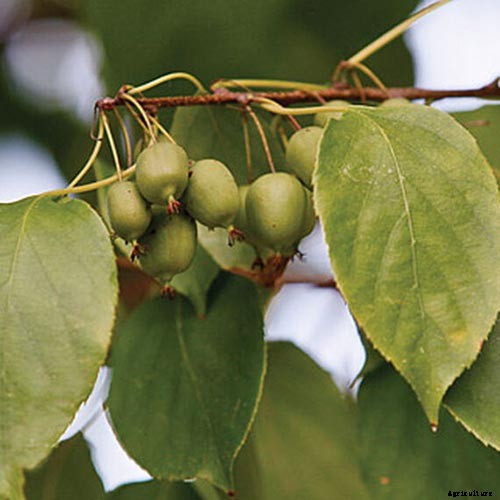 17 Unusual Fruits and Vegetables for your Backyard Landscape