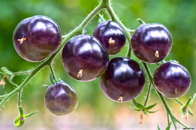 17 Unusual Fruits and Vegetables for your Backyard Landscape
