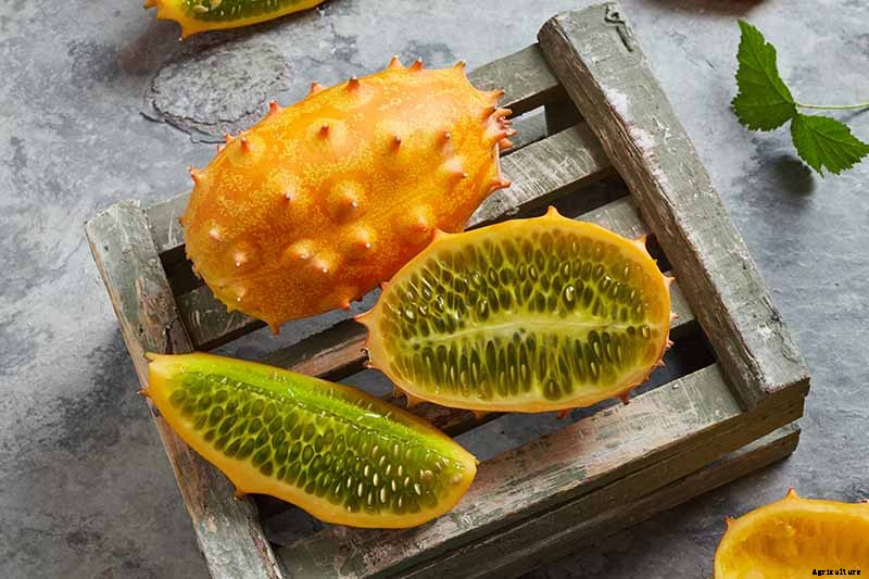 17 Unusual Fruits and Vegetables for your Backyard Landscape