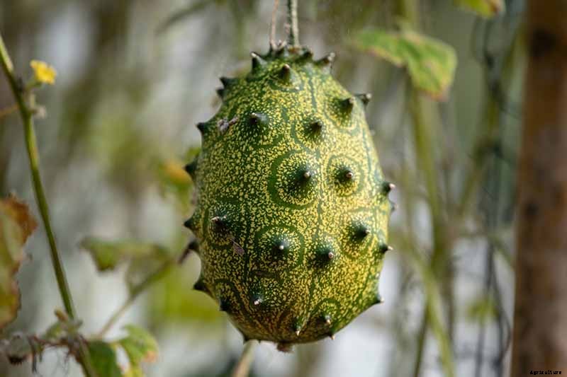 17 Unusual Fruits and Vegetables for your Backyard Landscape