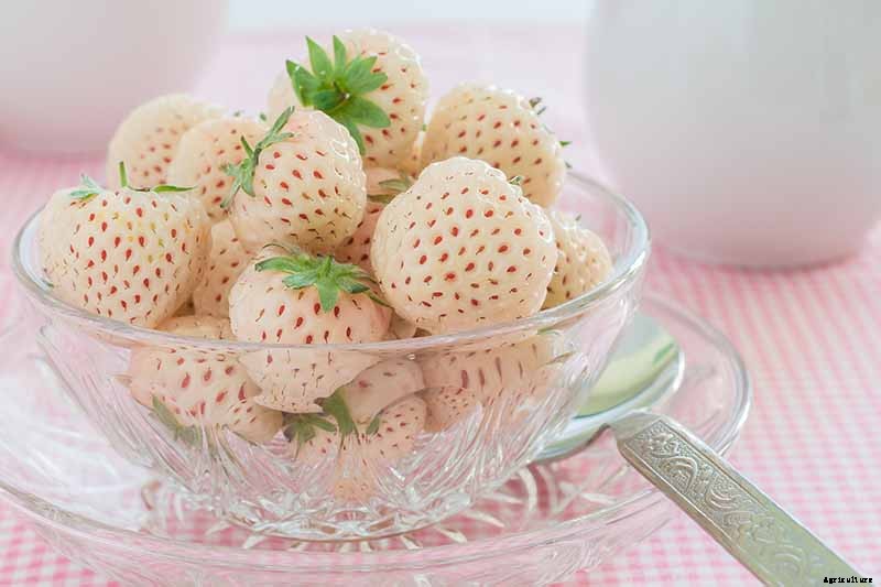 17 Unusual Fruits and Vegetables for your Backyard Landscape