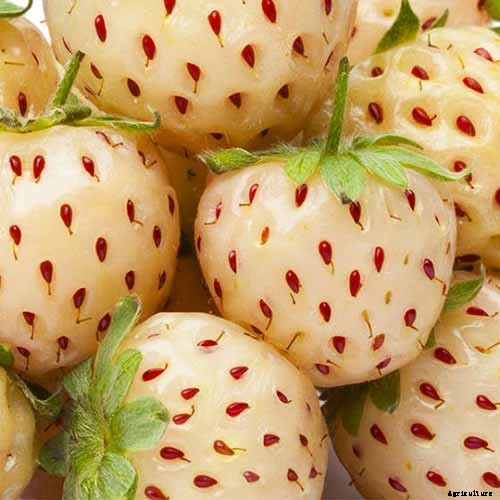 17 Unusual Fruits and Vegetables for your Backyard Landscape