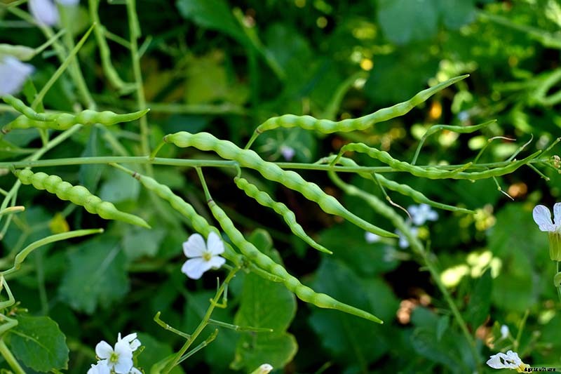 17 Unusual Fruits and Vegetables for your Backyard Landscape