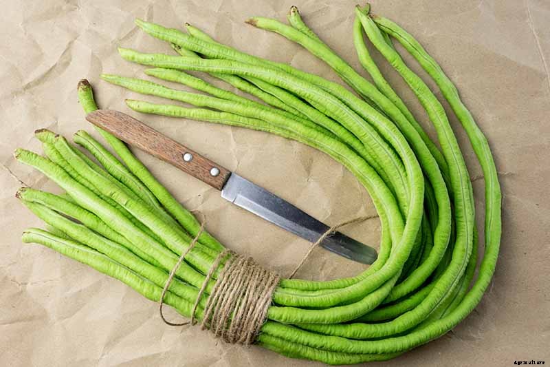 17 Unusual Fruits and Vegetables for your Backyard Landscape