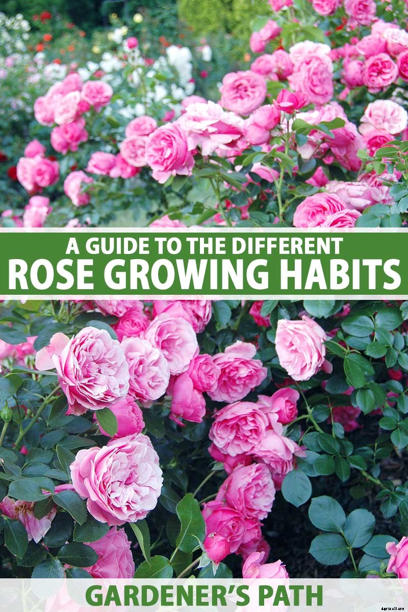 All About Rose Growing Habits