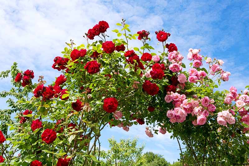 All About Rose Growing Habits
