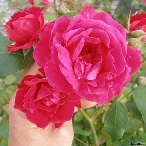 All About Rose Growing Habits