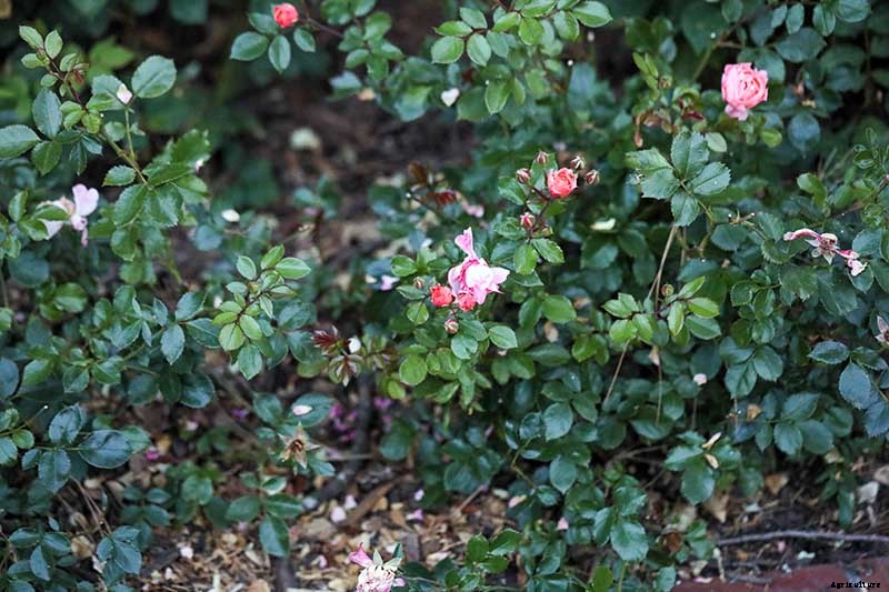 All About Rose Growing Habits