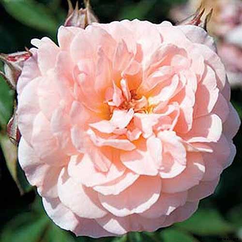 All About Rose Growing Habits