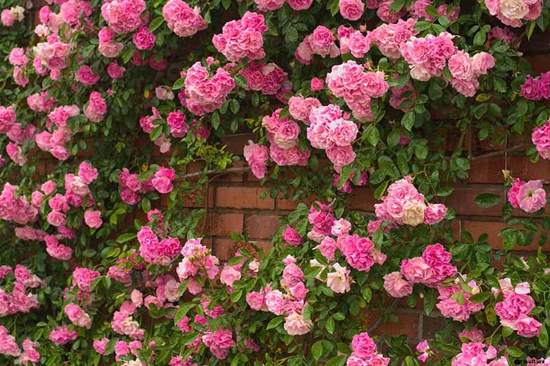 All About Rose Growing Habits