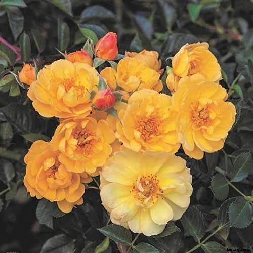 All About Rose Growing Habits