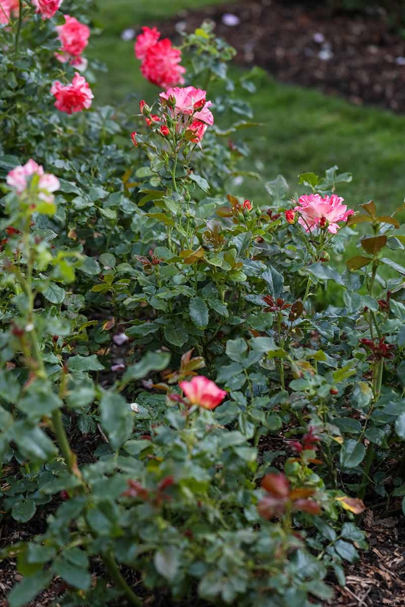 All About Rose Growing Habits