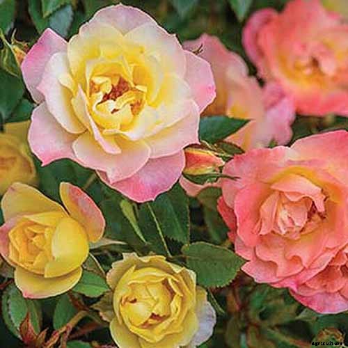 All About Rose Growing Habits