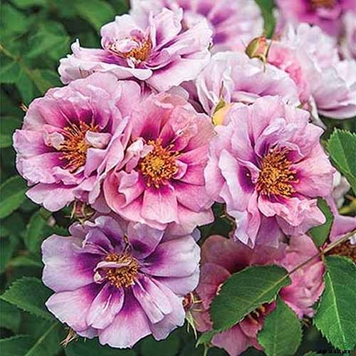 All About Rose Growing Habits