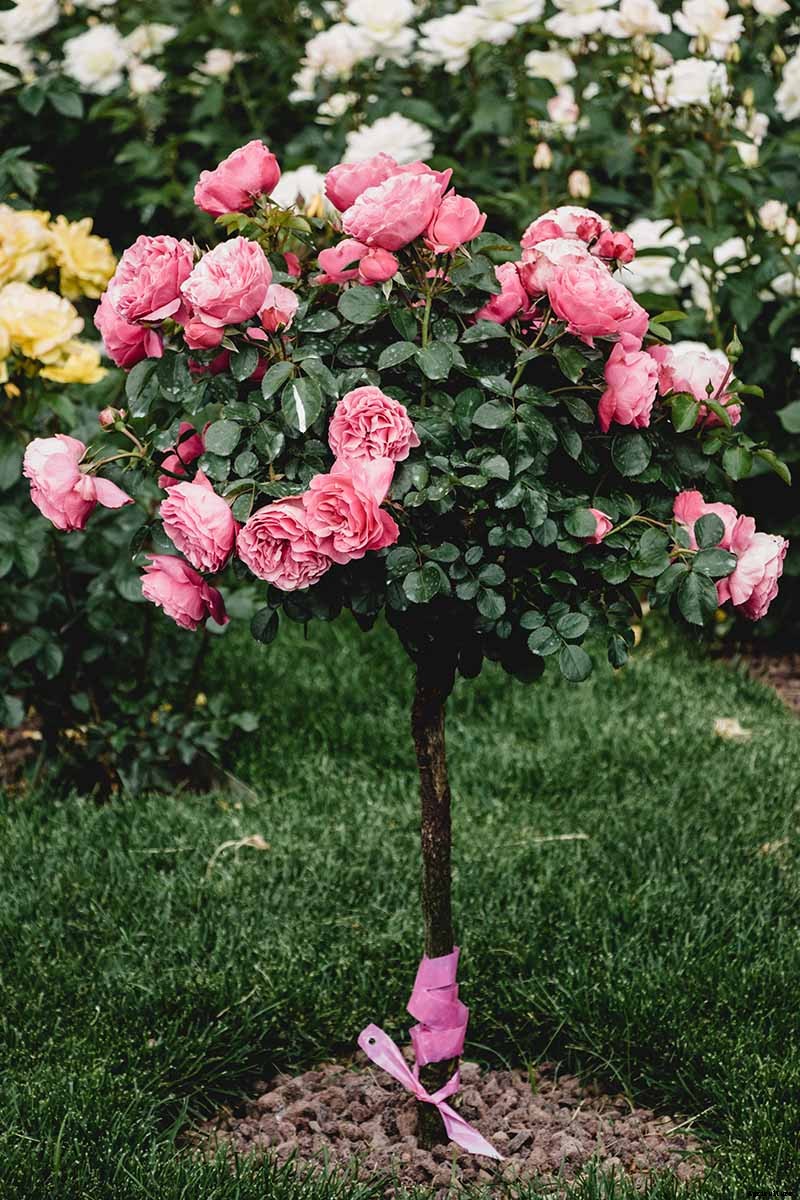 All About Rose Growing Habits