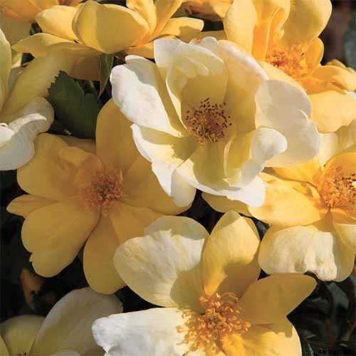 All About Rose Growing Habits