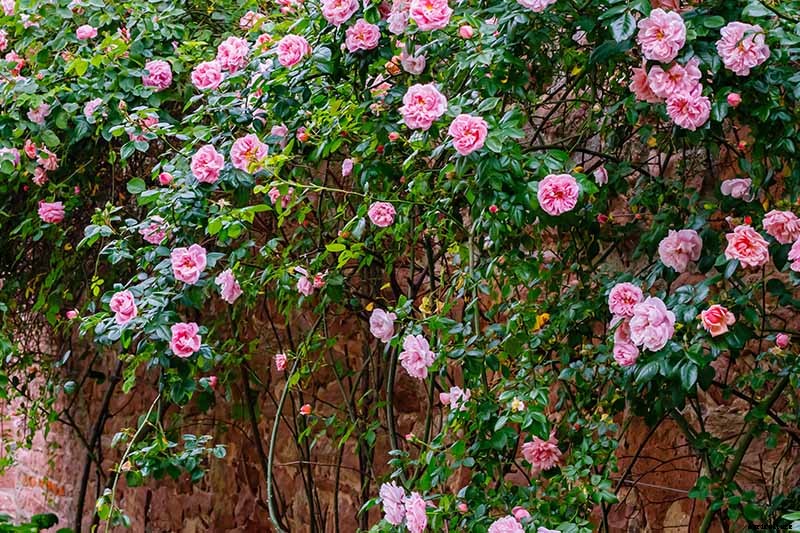 All About Rose Growing Habits