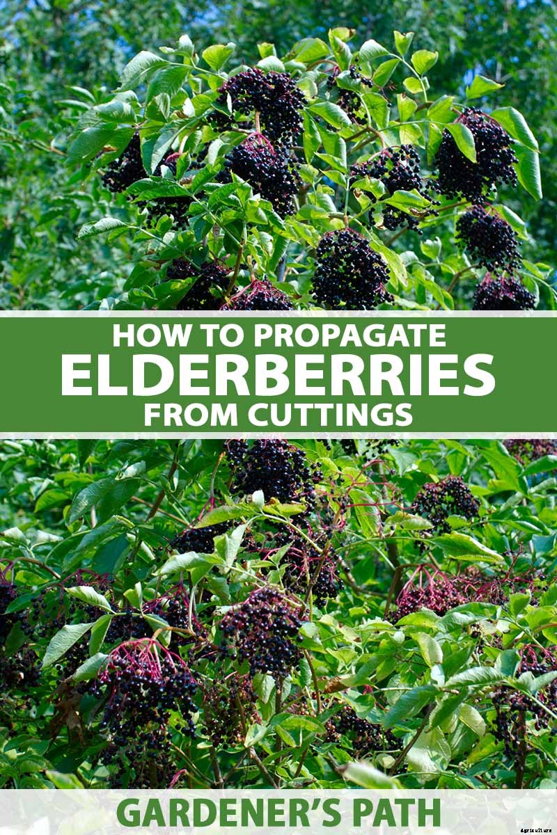 How and When to Take Elderberry Cuttings to Propagate New Plants