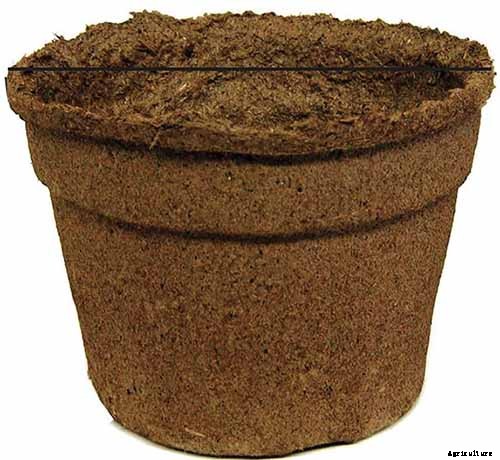 How and When to Take Elderberry Cuttings to Propagate New Plants