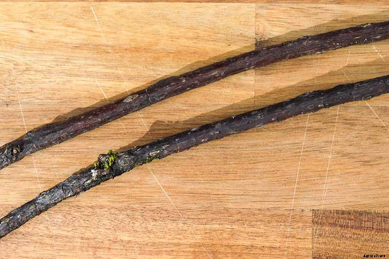 How and When to Take Elderberry Cuttings to Propagate New Plants