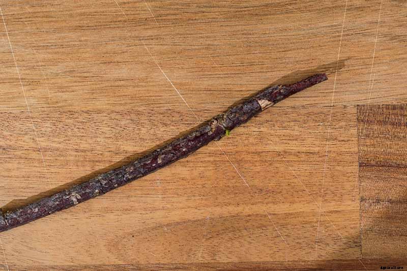 How and When to Take Elderberry Cuttings to Propagate New Plants