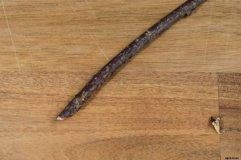 How and When to Take Elderberry Cuttings to Propagate New Plants