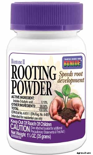 How and When to Take Elderberry Cuttings to Propagate New Plants