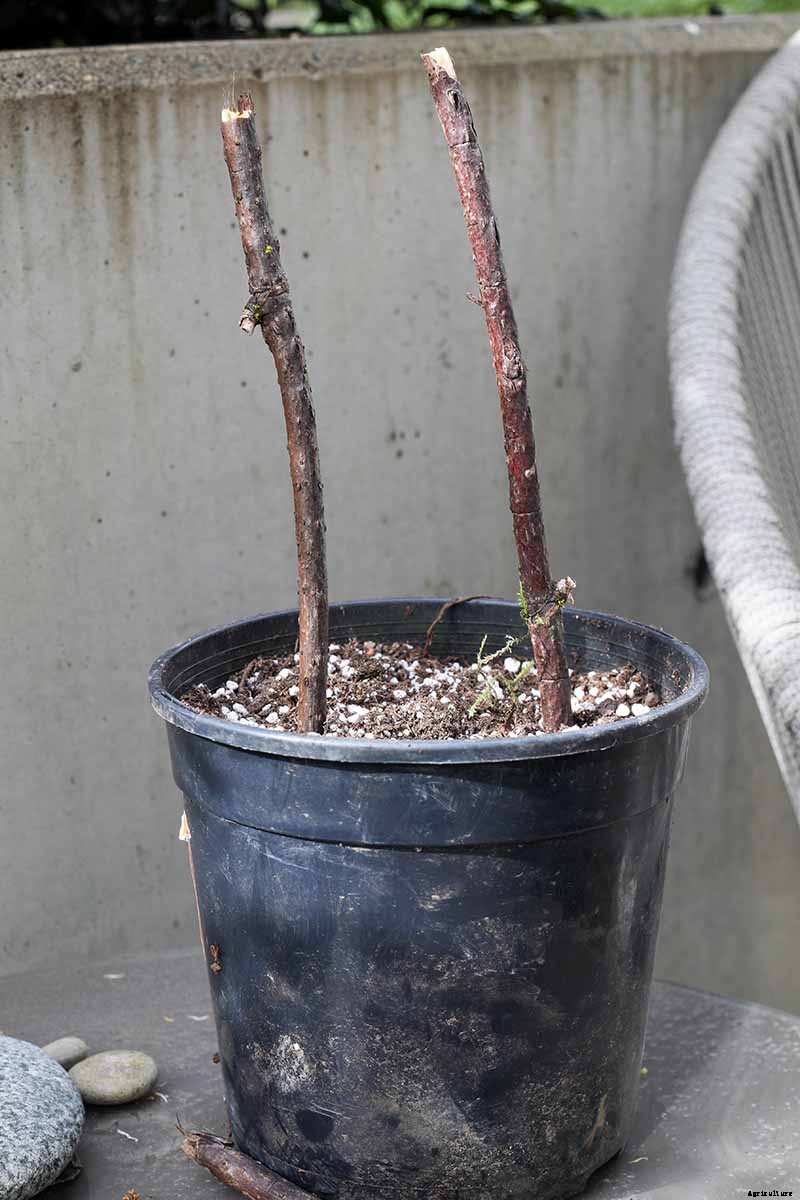 How and When to Take Elderberry Cuttings to Propagate New Plants