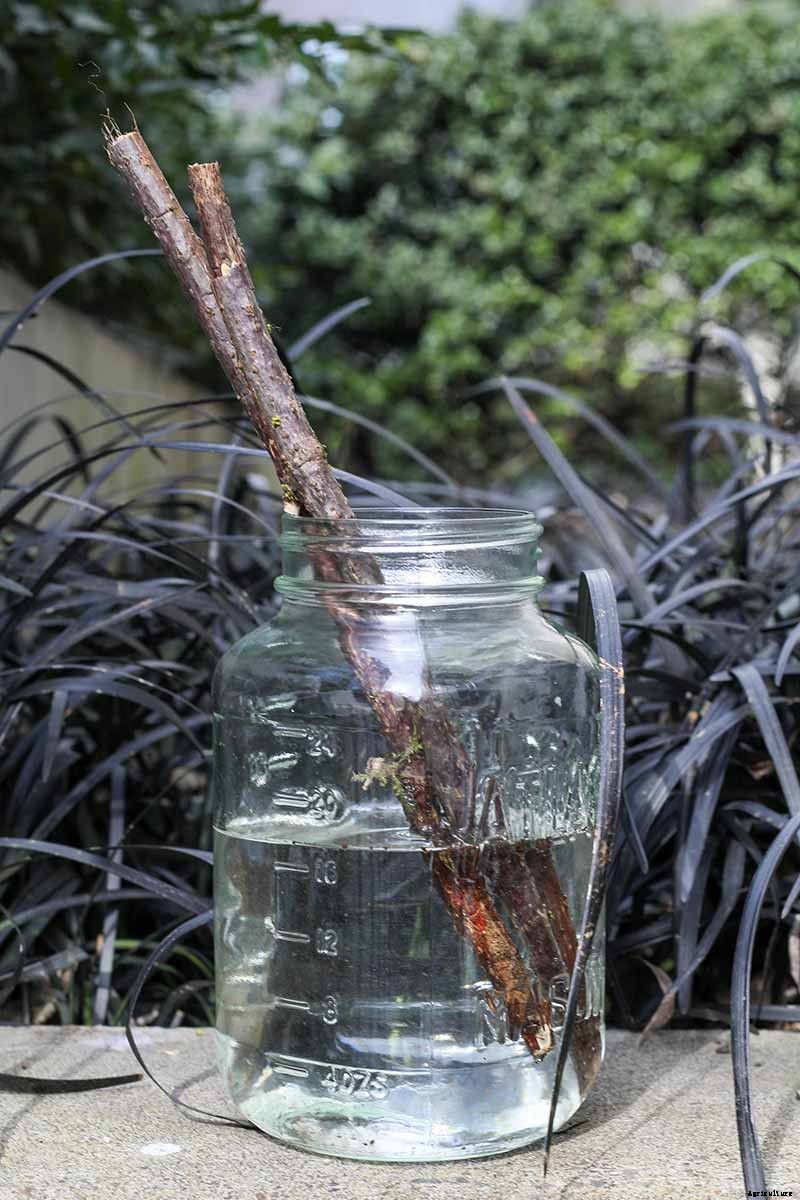 How and When to Take Elderberry Cuttings to Propagate New Plants