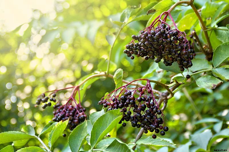 How and When to Take Elderberry Cuttings to Propagate New Plants