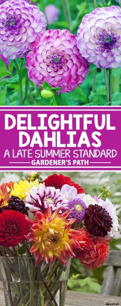 How to Grow Delightful Dahlias: A Late Summer Standard