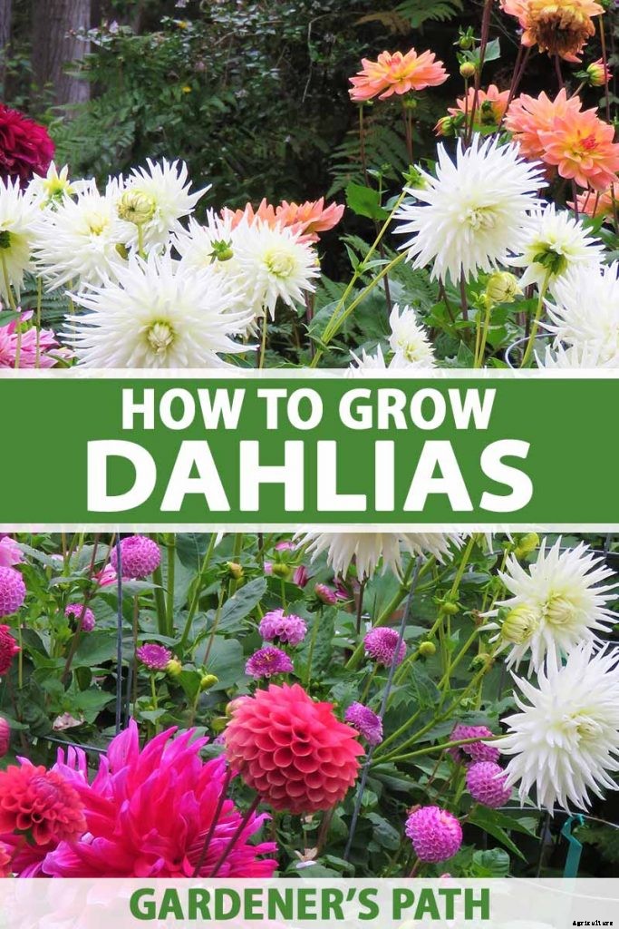 How to Grow Delightful Dahlias: A Late Summer Standard