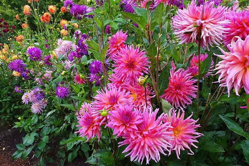 How to Grow Delightful Dahlias: A Late Summer Standard