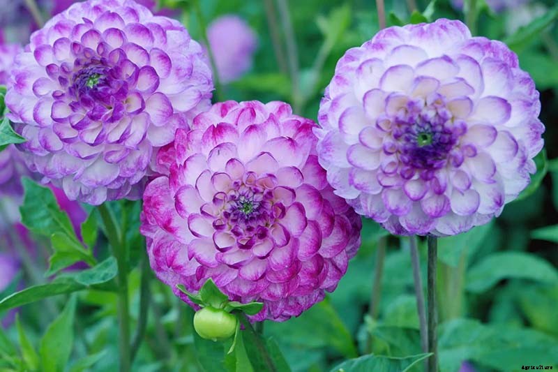 How to Grow Delightful Dahlias: A Late Summer Standard