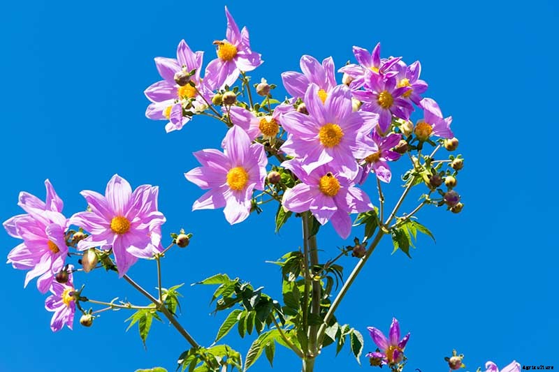 How to Grow Delightful Dahlias: A Late Summer Standard