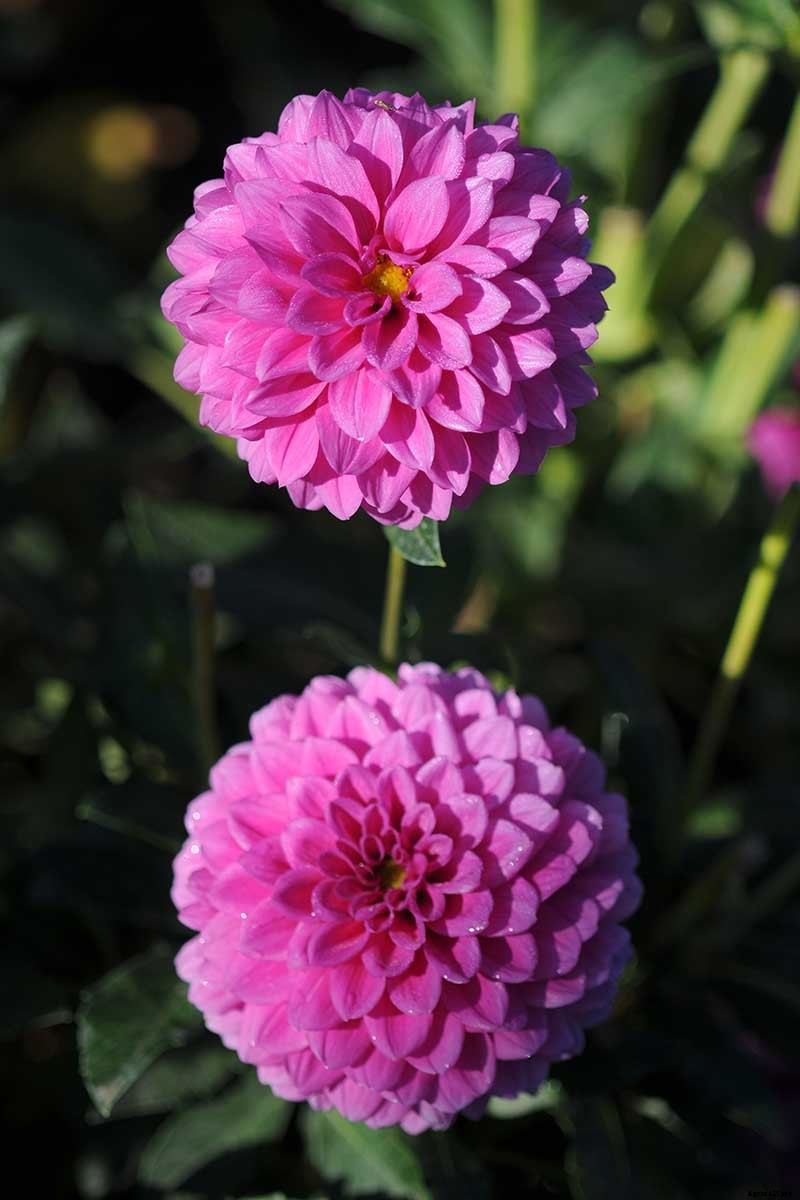 How to Grow Delightful Dahlias: A Late Summer Standard
