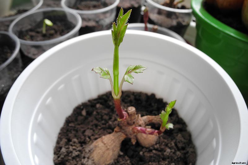 How to Grow Delightful Dahlias: A Late Summer Standard