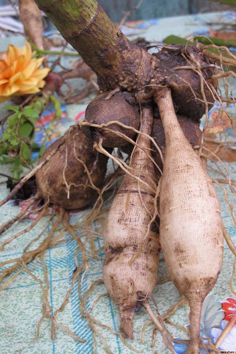 How to Grow Delightful Dahlias: A Late Summer Standard