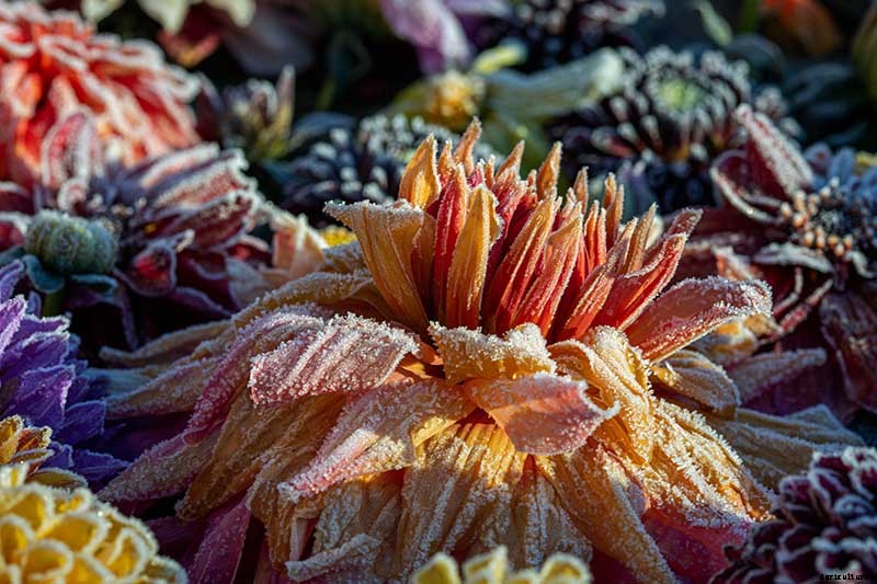 How to Grow Delightful Dahlias: A Late Summer Standard