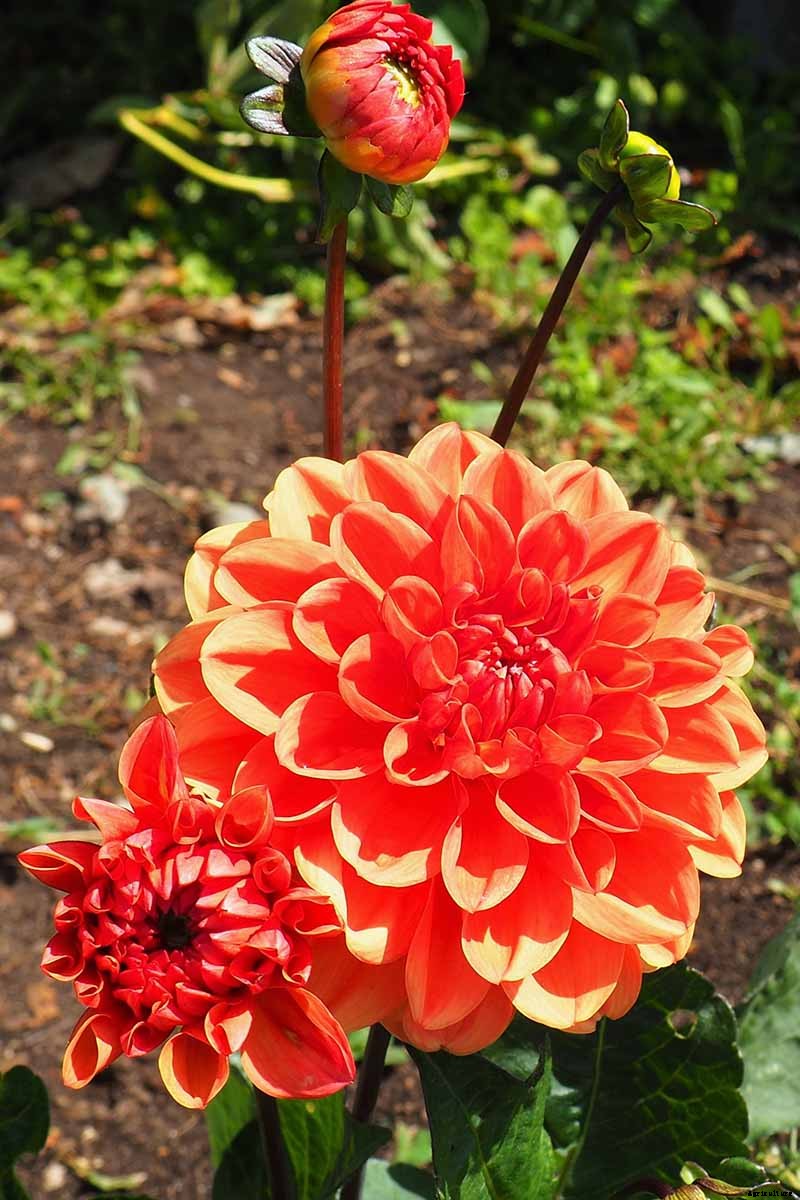 How to Grow Delightful Dahlias: A Late Summer Standard