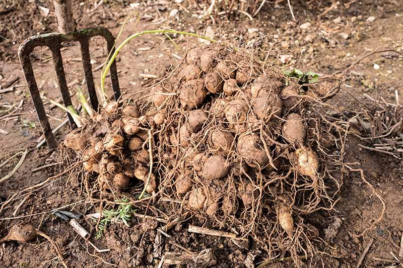 How to Grow Delightful Dahlias: A Late Summer Standard