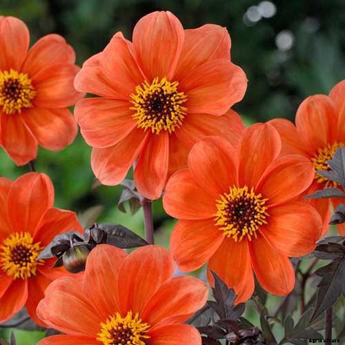 How to Grow Delightful Dahlias: A Late Summer Standard