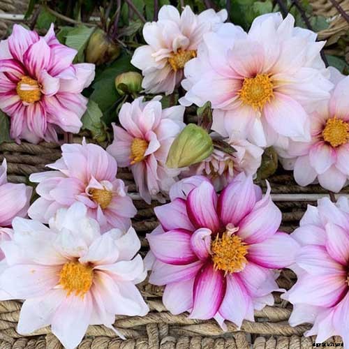 How to Grow Delightful Dahlias: A Late Summer Standard
