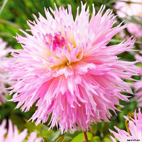 How to Grow Delightful Dahlias: A Late Summer Standard