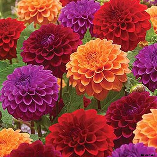 How to Grow Delightful Dahlias: A Late Summer Standard