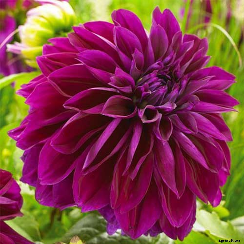 How to Grow Delightful Dahlias: A Late Summer Standard