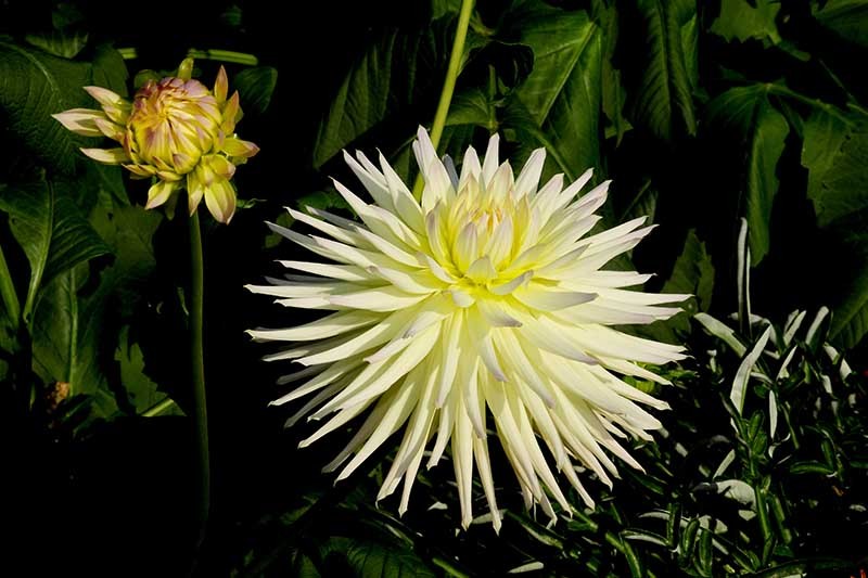 How to Grow Delightful Dahlias: A Late Summer Standard