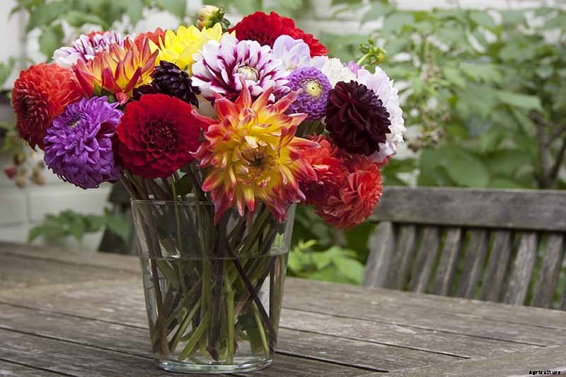 How to Grow Delightful Dahlias: A Late Summer Standard