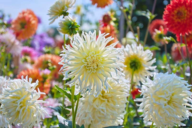 How to Grow Delightful Dahlias: A Late Summer Standard