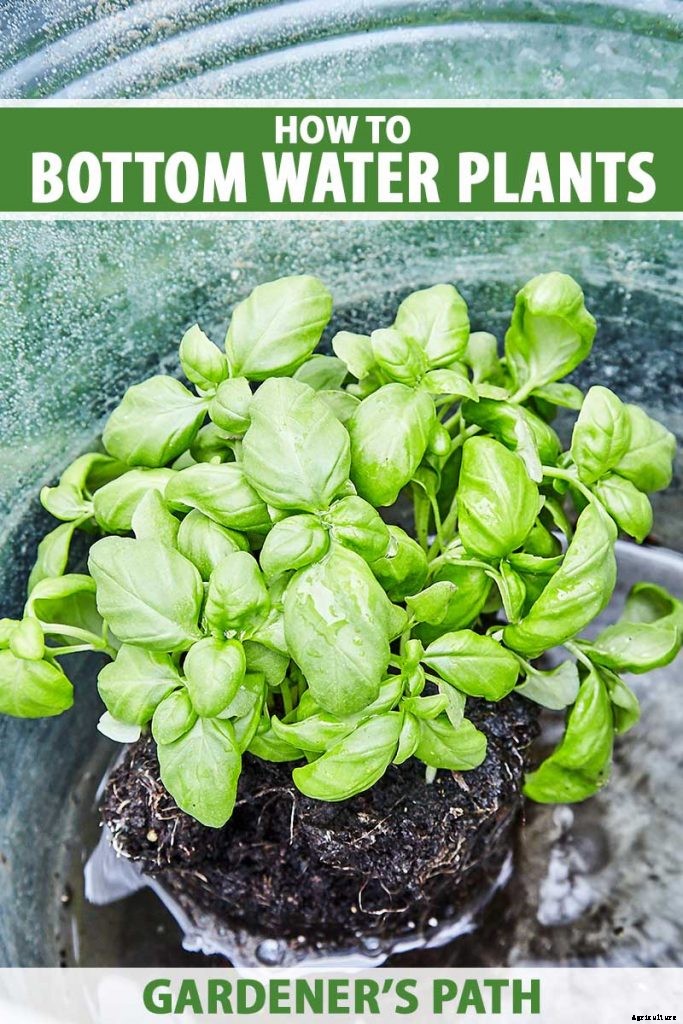 How to Bottom Water Houseplants